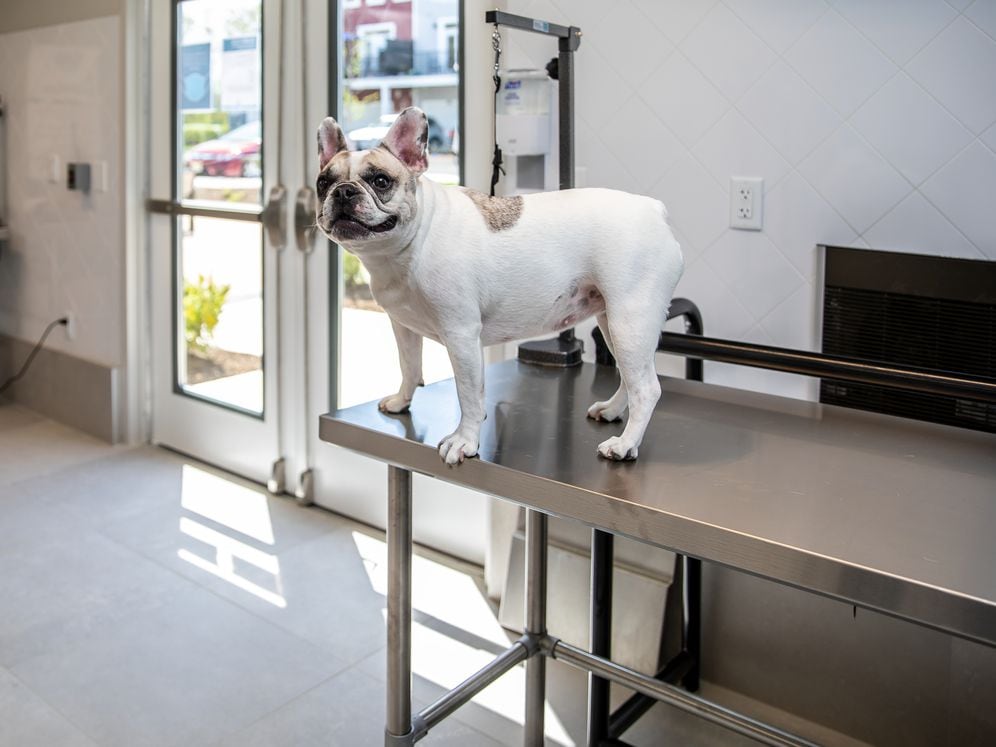 WAG Pet Spa