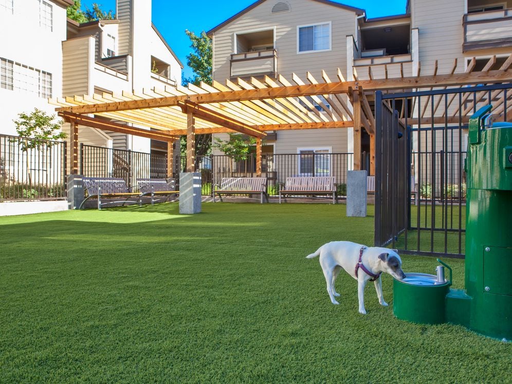 WAG dog park