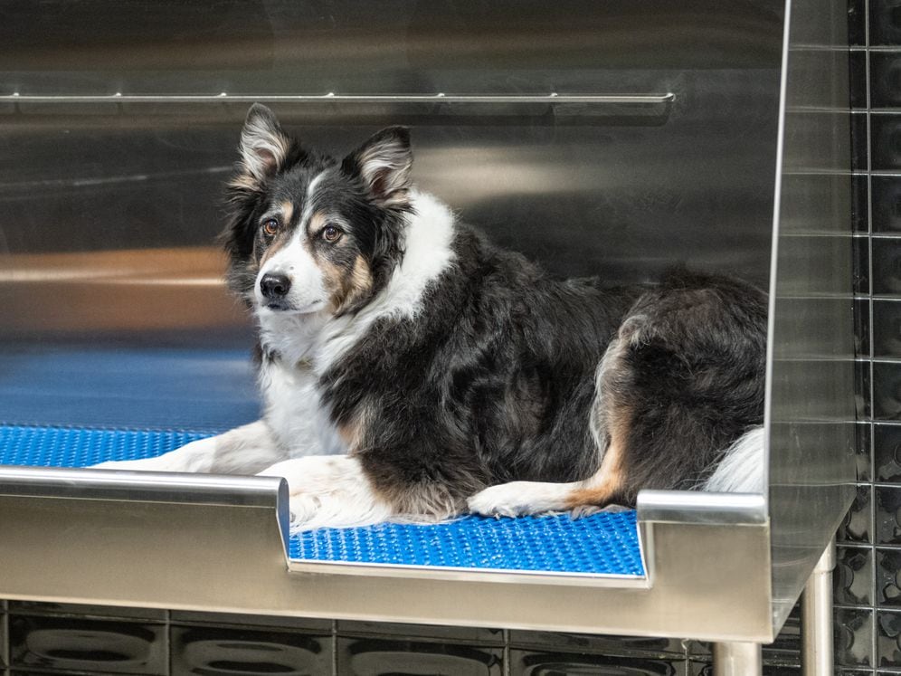 WAG Pet Spa