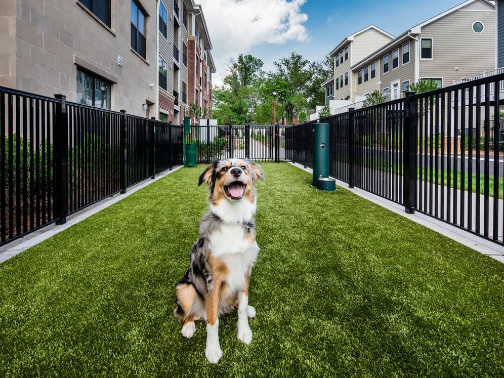 WAG Dog Run