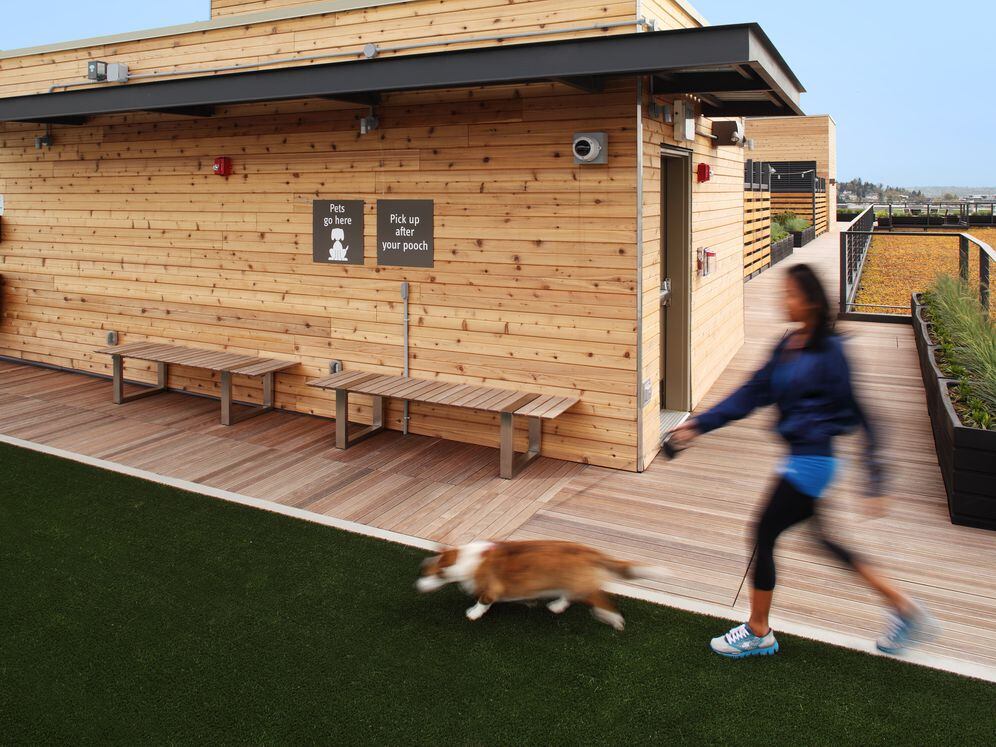 Dog Run