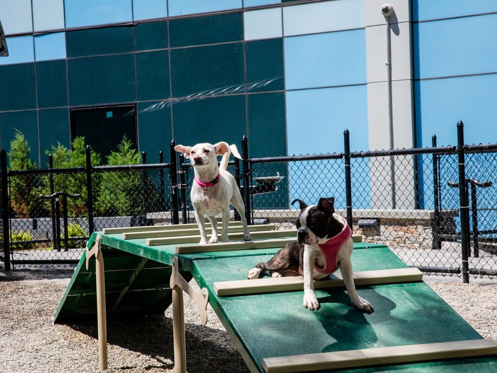 WAG pet park