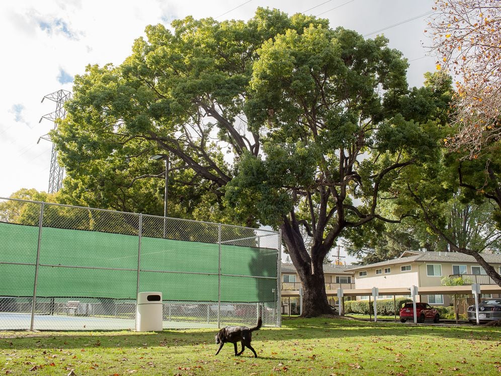 WAG Dog Park