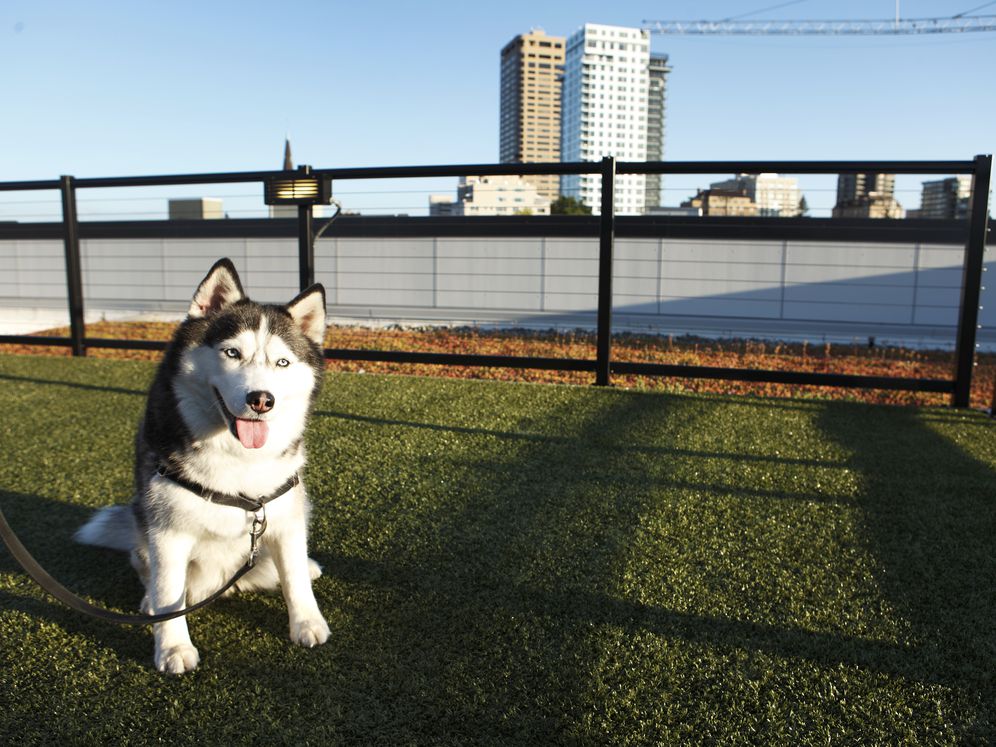 Rooftop Terrace with WAG Pet Park